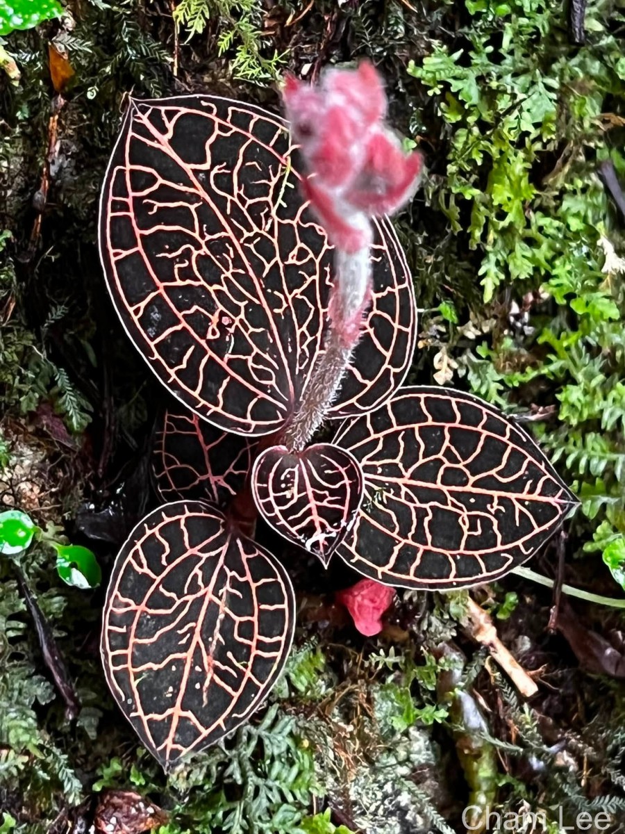 Anoectochilus regalis Blume